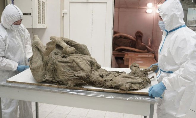 Nga nghiên cứu xác ngựa 4.500 tuổi từ băng vĩnh cửu