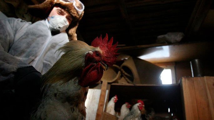 Nga phát hiện loại cúm H5N8 mới lây từ động vật sang người