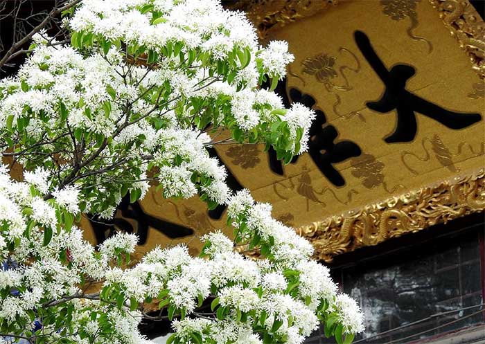 Ngắm 3 cây hoa tuyết cực hiếm đang được bảo vệ cấp quốc gia ở Trung Quốc