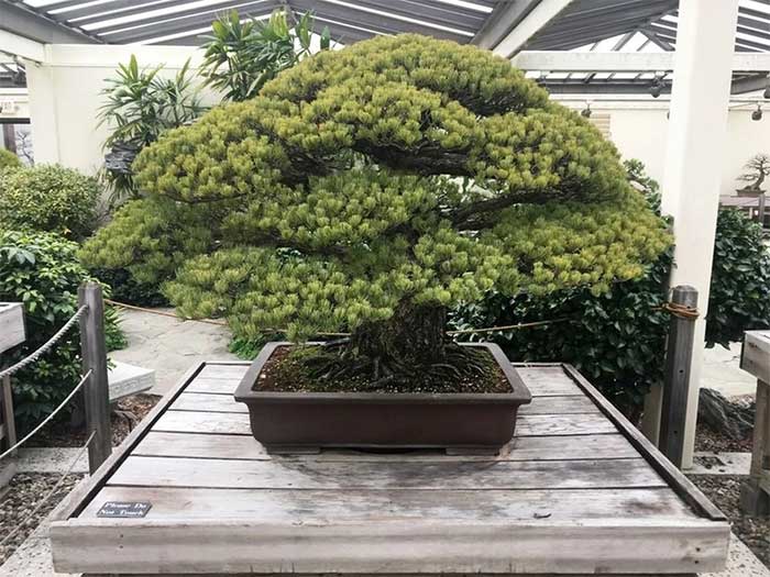 Ngắm cây bonsai gần 400 tuổi vượt qua vụ đánh bom Hiroshima