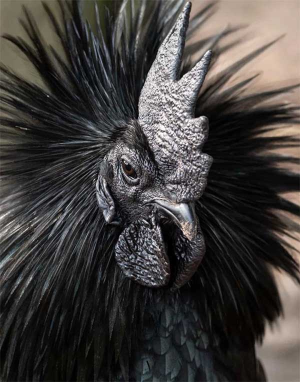 Ngắm nhìn vẻ đẹp của các loài động vật màu đen huyền bí