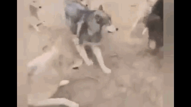 Ngao Tây Tạng tử chiến cả bầy chó sói để giành mồi và cái kết khó tin