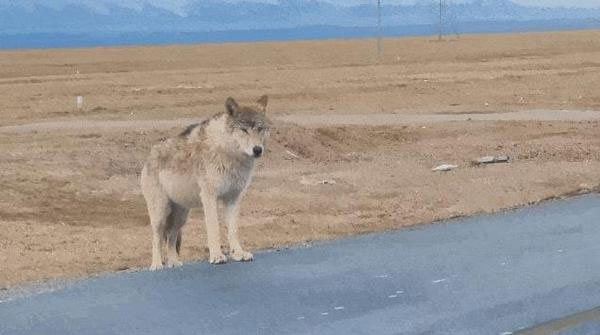 Ngày càng có nhiều con sói lớn ở Hoh Xil dần biến thành chó Husky