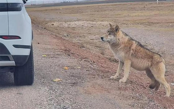 Ngày càng có nhiều con sói lớn ở Hoh Xil dần biến thành chó Husky