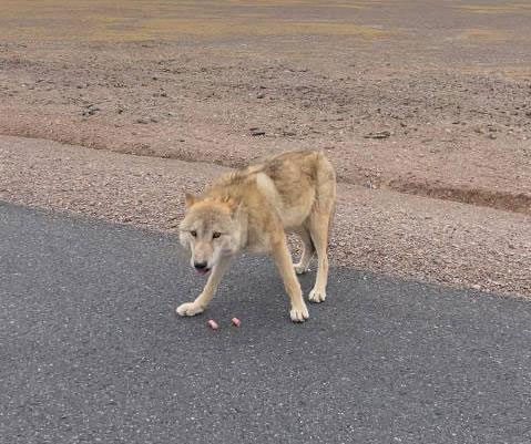 Ngày càng có nhiều con sói lớn ở Hoh Xil dần biến thành chó Husky