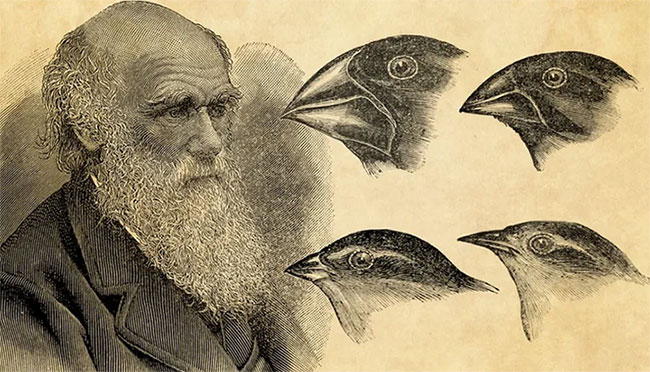 Nghiên cứu chỉ ra lỗ hổng trong học thuyết của Darwin về tiến hóa