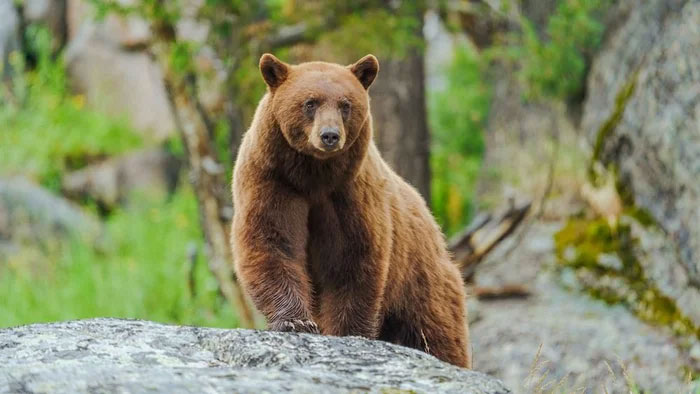 Nghiên cứu cho thấy gấu đen Mỹ đang tiến hóa để có bộ lông màu nâu đỏ
