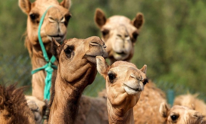 Nghiên cứu công nghệ nhân bản lạc đà ở Dubai
