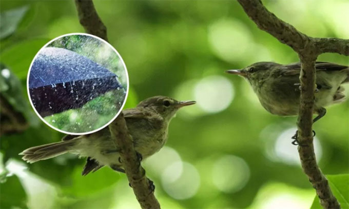 Nghiên cứu gây sốc: Mưa là nguyên nhân khiến nhiều cặp chim ly hôn