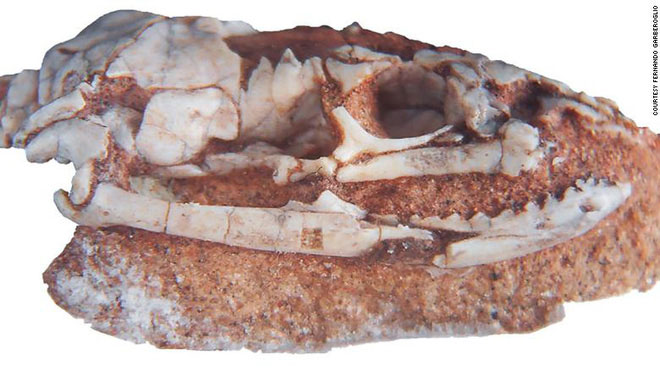 Nghiên cứu hóa thạch mới khẳng định rắn từng có 2 chân
