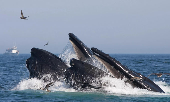 Nghiên cứu mới cho thấy: Cá voi xanh nuốt 10 triệu mảnh vi nhựa mỗi ngày