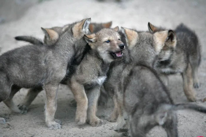Nghiên cứu mới cho thấy: Chó sói thực sự có thể hình thành sự gắn bó với con người tương tự chó nhà