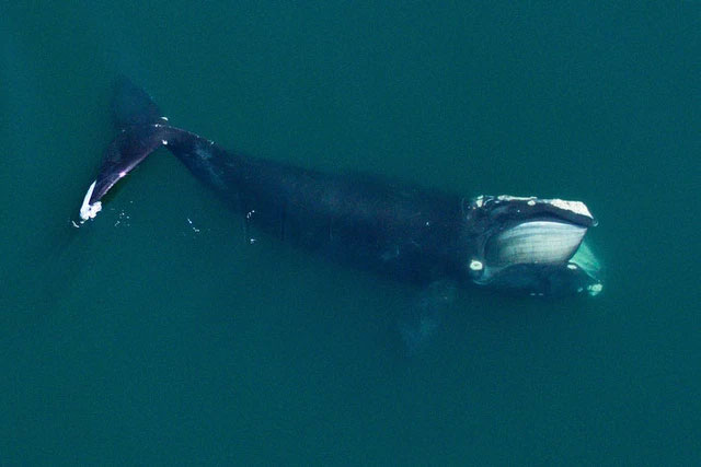 Nghiên cứu mới cho thấy đại dương cần thêm phân cá voi, càng nhiều càng tốt
