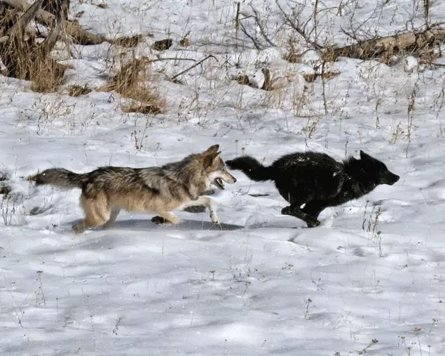 Nghiên cứu mới cho thấy virus đang làm thay đổi màu lông của loài sói ở Bắc Mỹ