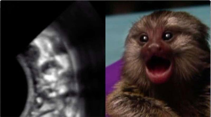 Nghiên cứu mới công bố cho thấy: Khỉ đuôi sóc biết gọi mẹ từ khi ở trong bụng