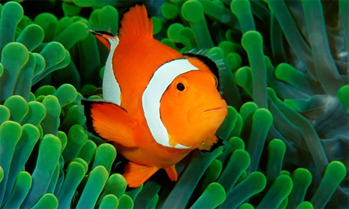 Nghiên cứu mới gây bất ngờ về cá hề Nemo