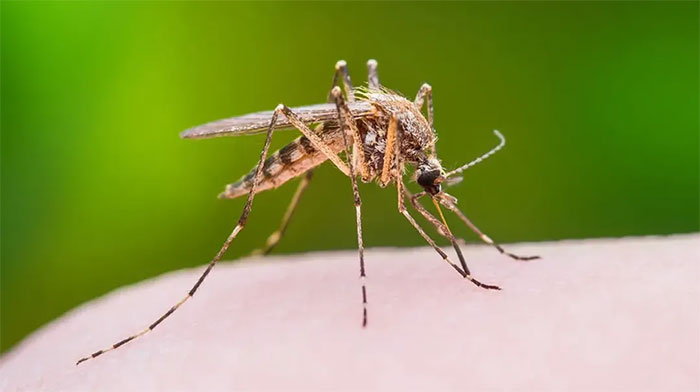 Nghiên cứu thú vị: Muỗi bị thiếu ngủ cũng “lười” đi hút máu người và các loài động vật
