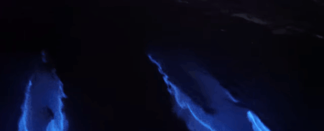Ngoạn mục cảnh tượng siêu thực “cá heo phát sáng” dưới biển