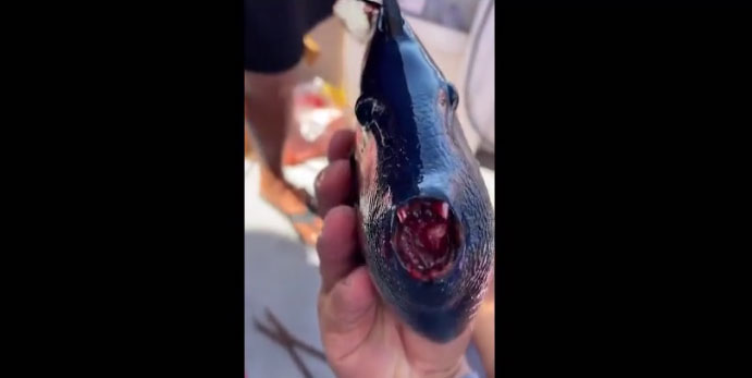 Ngư dân bối rối khi bắt được cá lạ có hàm răng đỏ như máu