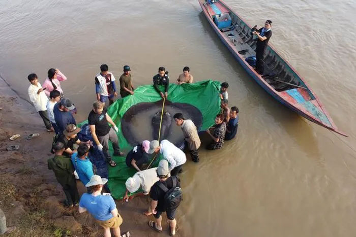Ngư dân Campuchia bắt được cá nước ngọt lớn nhất thế giới trên sông MeKong