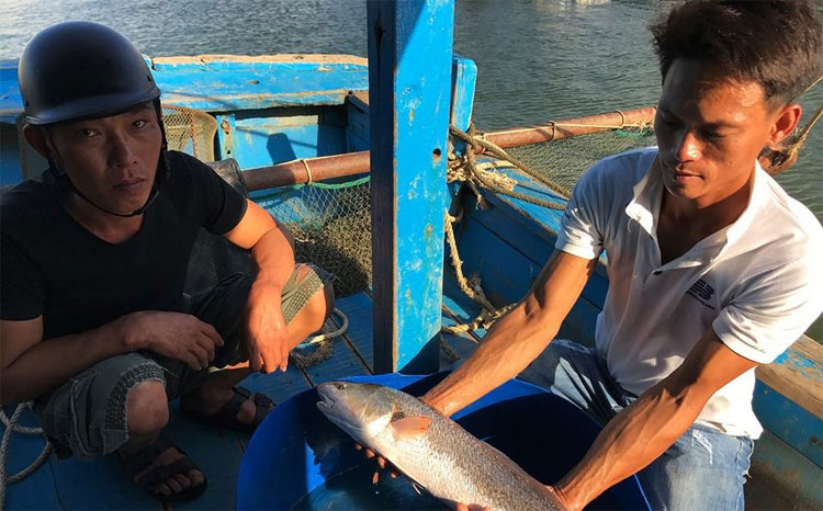 Ngư dân Đà Nẵng bắt được cá nghi sủ vàng quý hiếm