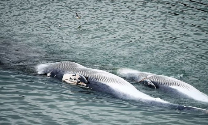 Ngư dân Iceland đánh bắt cá voi vây khổng lồ
