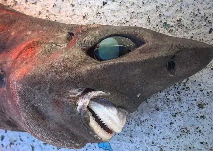 Ngư dân Úc bắt được cá mập biển sâu có mắt lồi như bóng đèn