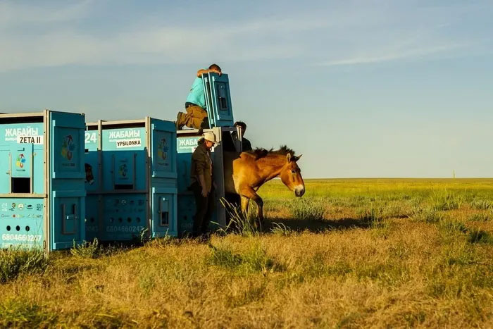 Ngựa hoang trở lại thảo nguyên Kazakhstan sau 200 năm vắng bóng