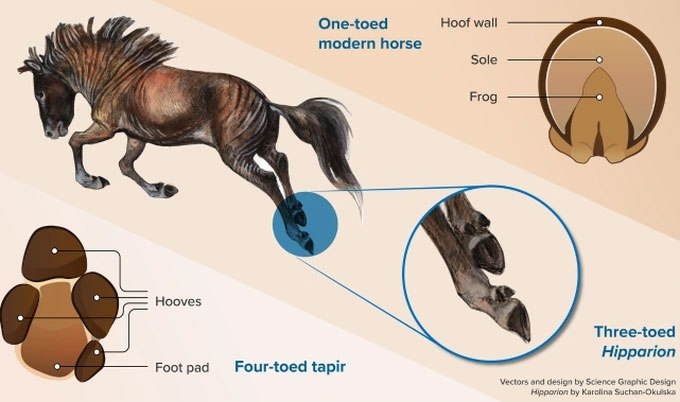 Ngựa từng có 4 ngón chân, tại sao chúng biến mất?