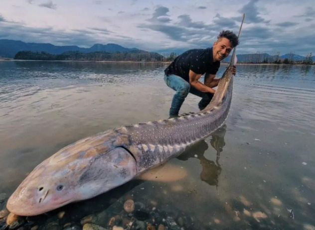 Người đàn ông bắt được khủng long sống khổng lồ trên sông Canada