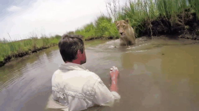 Người đàn ông bị sư tử vồ giữa sông và diễn biến không ngờ