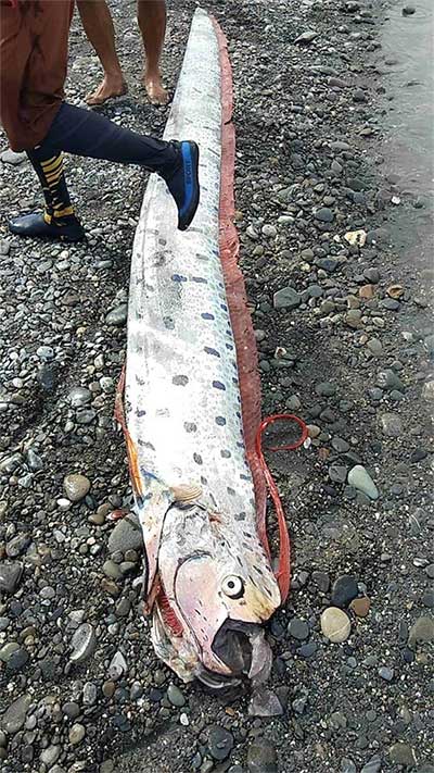 Người đàn ông câu được con cá mái chèo khổng lồ dài 6m, nặng 130kg