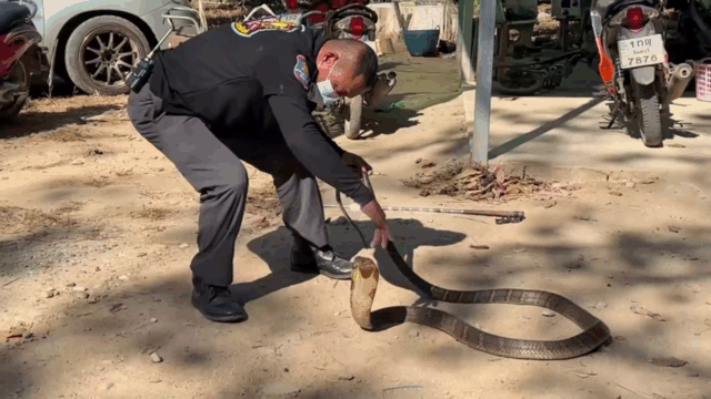 Người đàn ông dùng tay không tóm gọn rắn hổ mang dài 3 mét
