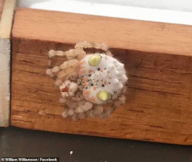 Người đàn ông hoảng hồn phát hiện con nhện trông như miếng sushi đang bò trong nhà