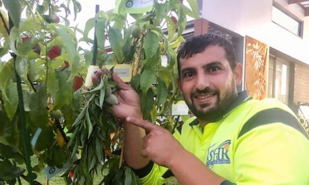 Người đàn ông lập kỷ lục Guiness với việc tạo ra cây có 10 loại quả
