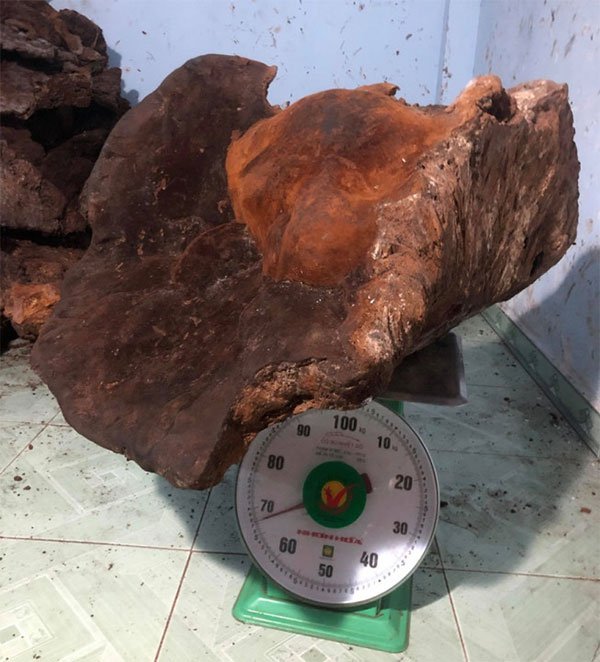 Người dân Quảng Nam phát hiện nấm chò “khủng” nặng gần 70kg