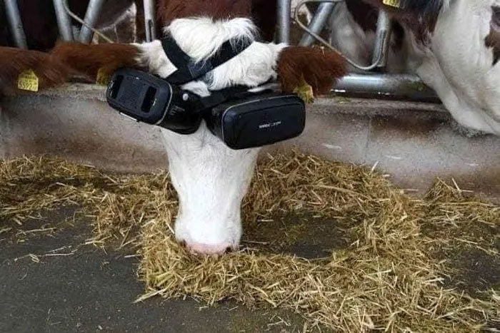Người nông dân cho bò đeo kính VR với hy vọng có thể tăng sản lượng sữa