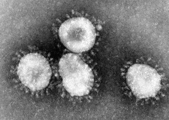 Người phụ nữ phát hiện virus corona đầu tiên trên cơ thể người vào năm 1964