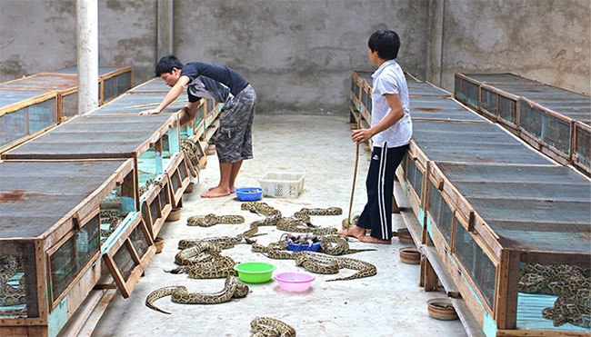 Người Việt đang ăn một loại thịt mà các nhà khoa học nghĩ cả thế giới nên học hỏi