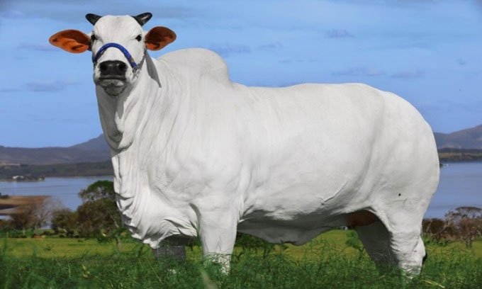 Nguồn gốc của con bò đắt nhất thế giới