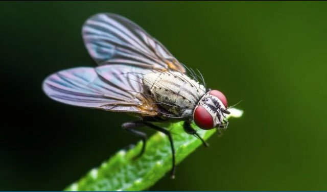 Nguồn gốc đôi cánh của côn trùng từ đâu?