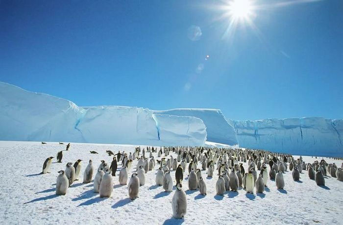 Nguyên nhân khiến chim cánh cụt đối mặt sự tuyệt chủng hàng loạt