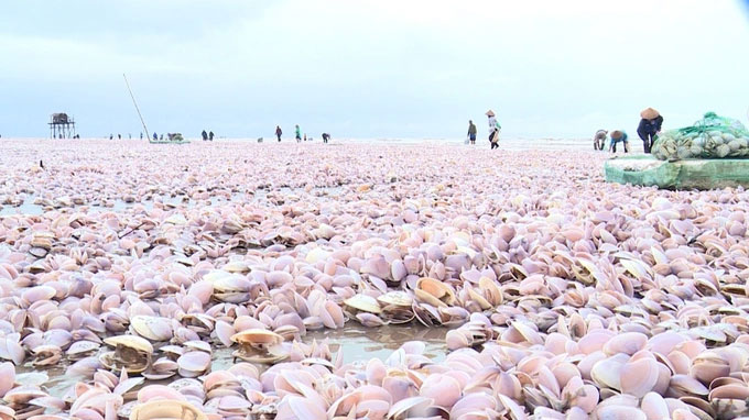 Nguyên nhân ngao chết dạt vào bờ biển Nam Định từ góc nhìn khoa học