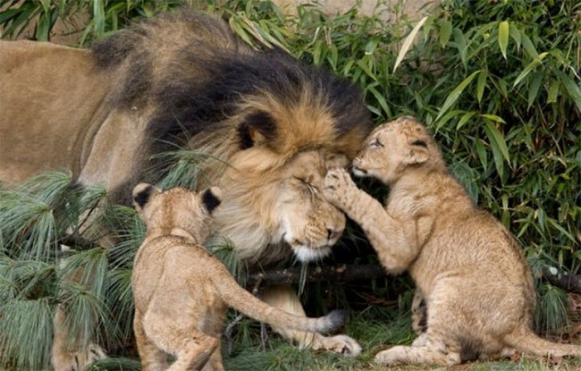 Nhà động vật học: Phim “The Lion King” mô tả hoàn toàn sai lầm vai trò sư tử đực trong thực tế
