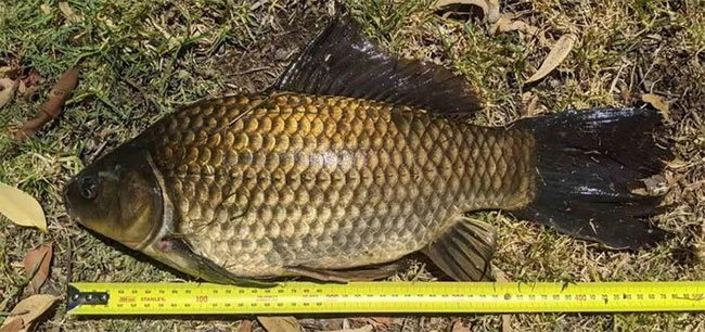 Nhà khoa học Australia vô tình bắt được con cá vàng dài nhất thế giới