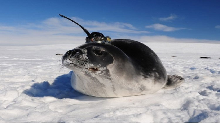 Nhà khoa học giải mã những hố băng ở Nam Cực