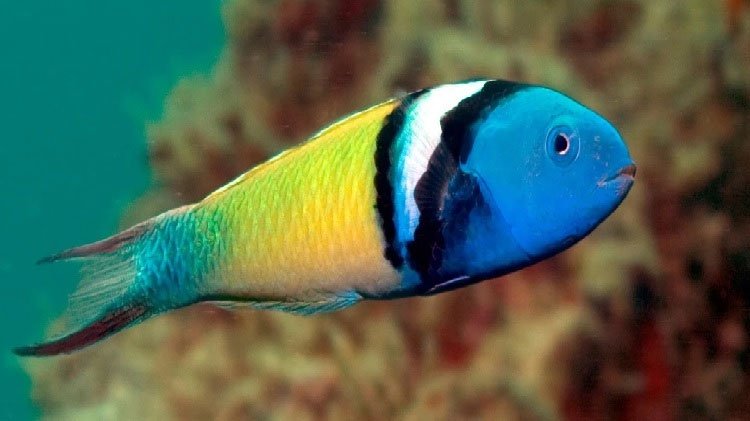Nhà khoa học giải thích hiện tượng biến đổi giới tính ở cá
