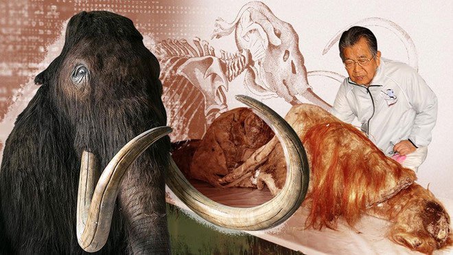Nhà khoa học Nhật 90 tuổi muốn hồi sinh voi ma mút