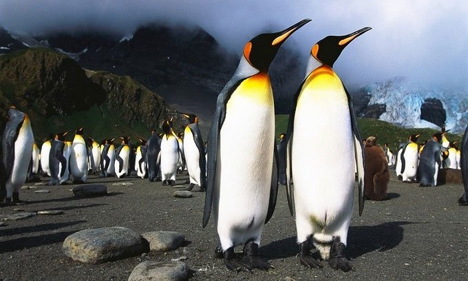 Nhà khoa học say vì khí cười trong phân chim cánh cụt