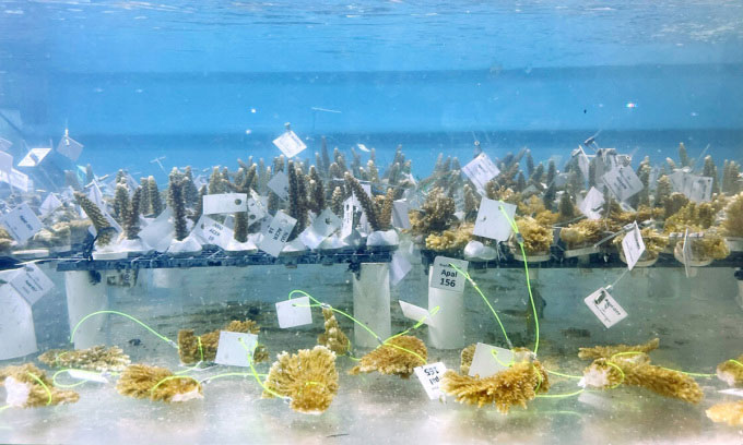 Nhà khoa học sơ tán san hô do nước biển quá nóng
